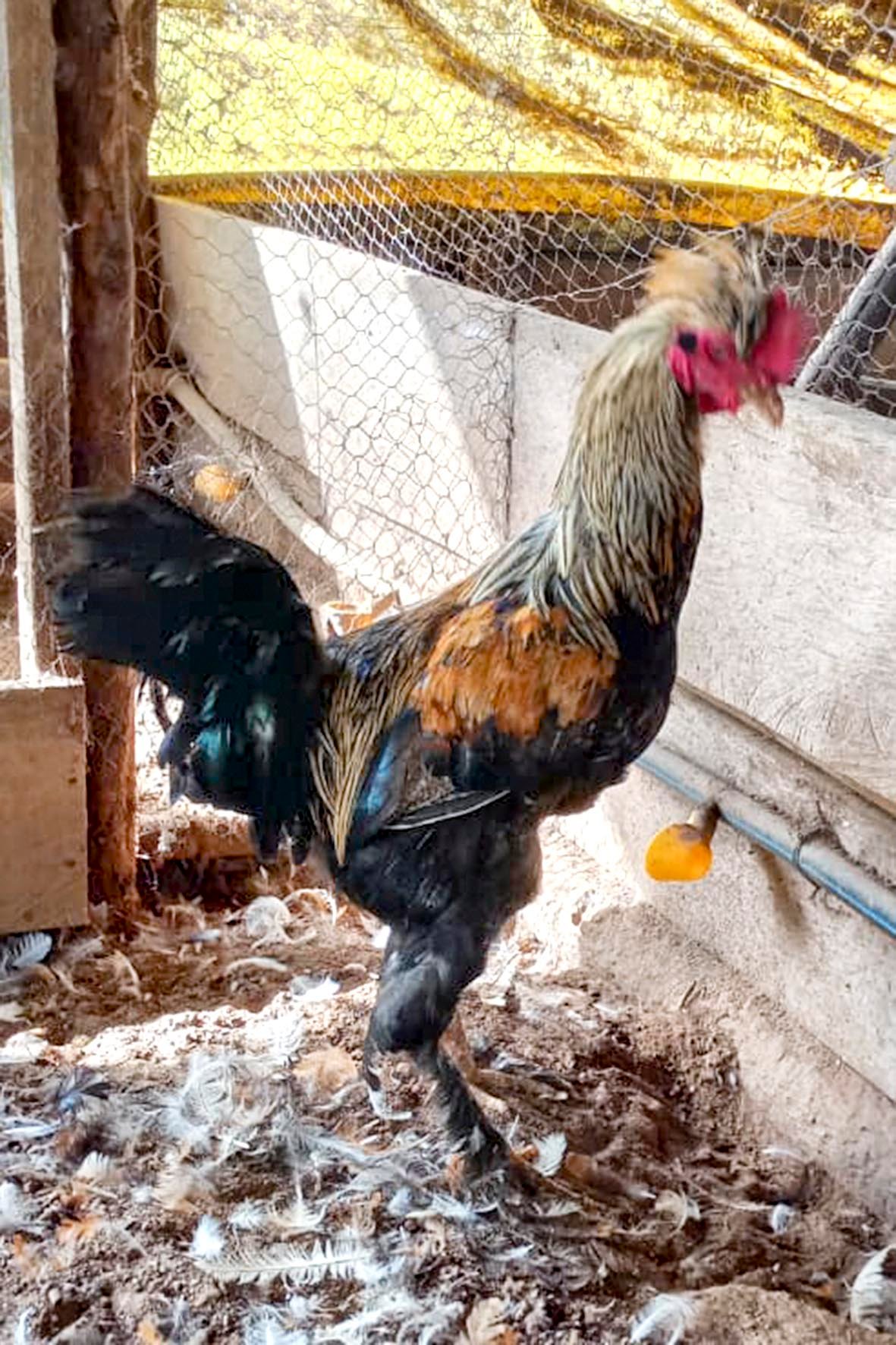 WhatsApp Image 2025-04-03 at 7.35.02 PM (1) copia.jpg